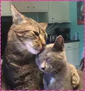 cats