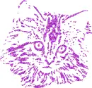 head of cat