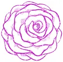 rose