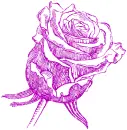 rose