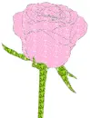 rose