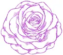 rose