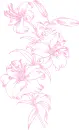 lilies