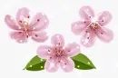 Cherry Blossom Background