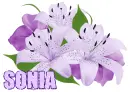 Sonia - flowers