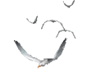 Flying birds