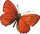 Red butterfly