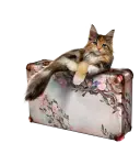 Cat on suitcase