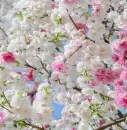 Cherry Blossom Background