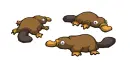 platypus