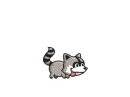 raccoon