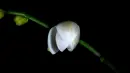 orchidea