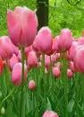 pink tulips