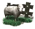 sheep