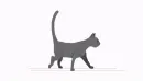 grey cat