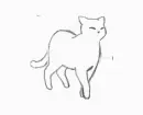 white cat
