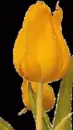 tulip