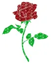 rose