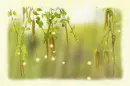 Birch