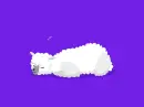 sheep sleeping