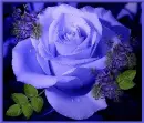blue rosa