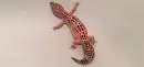 gecko