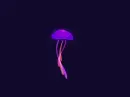 jelly fish