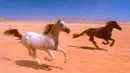 horses