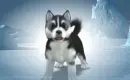 husky