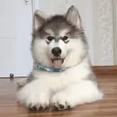 husky