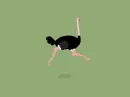 ostrich