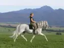 horse