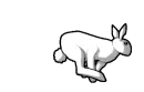 bunny