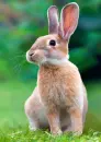 bunny