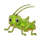grasshopper