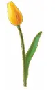 yellow tulip