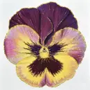 pansy