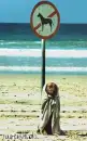 dogs