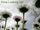 Keep Looking Up