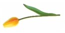 yellow tulip
