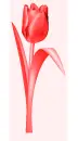 color change-tulip