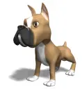 boxer dog