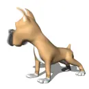 boxer dog