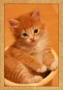 kitty