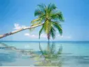palm