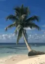 palm
