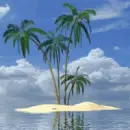 palms
