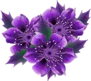 clematis