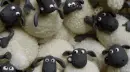 waving sheep