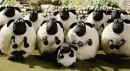 clapping sheep